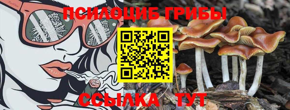 Котовск  Галлюциногенные грибы ЛСД  Вход с VPN 