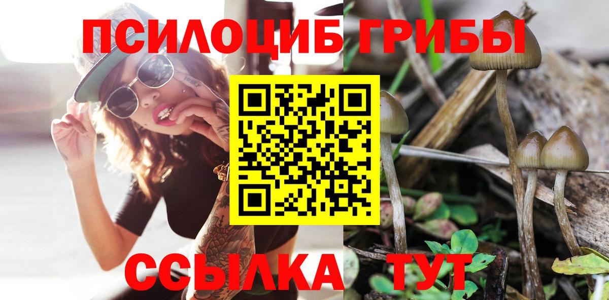 Галлюциногенные грибы Psilocybe Котовск